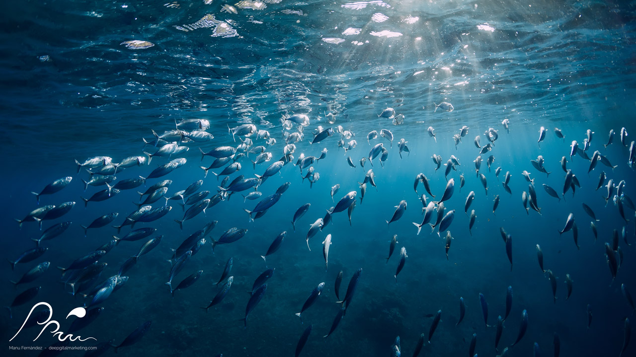 Sardinas océano puesta de sol superficie | DeepgitalMarketing.com | Manu Fernández