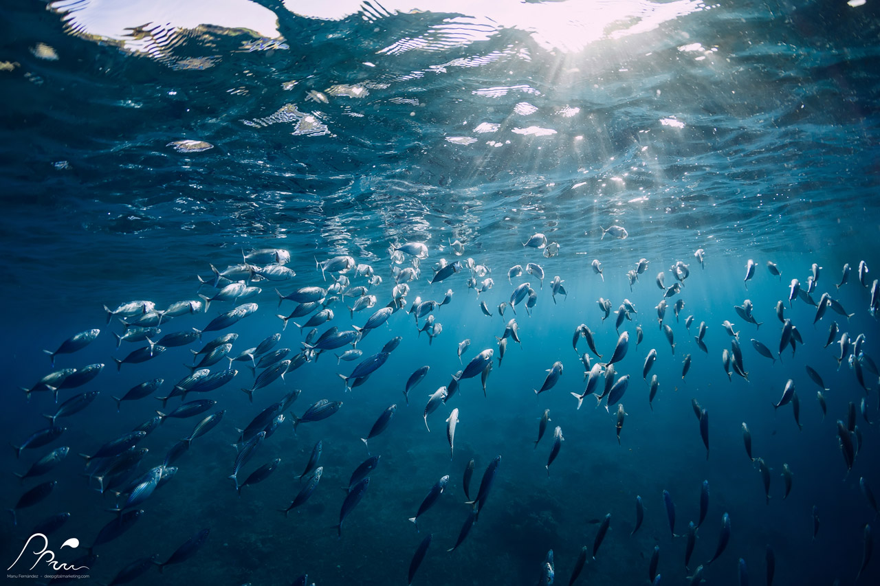 Sardinas océano puesta de sol superficie | DeepgitalMarketing.com | Manu Fernández